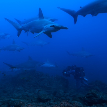 Hammerhead Sharks Up Close host, Bertie Gregory dives with several Hammerhead Sharks (credit National Geographic/Jeff Hester). Hammerhead Sharks Up Close host, Bertie Gregory dives with several Hammerhead Sharks (credit National Geographic/Jeff Hester).