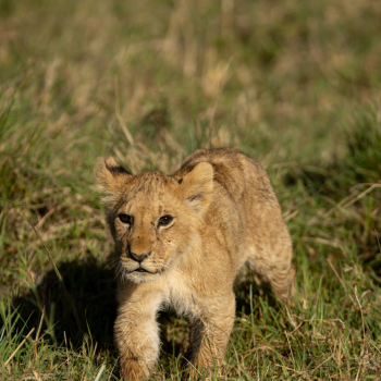 Kio walks through the open grassland, trying to keep pace with a moving group of lions. 