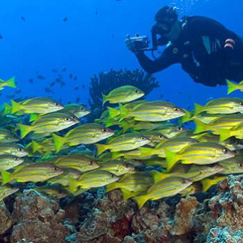 A scuba diver photographs a school of bluestripe snapper in the waters of Hawaii. The state’s marine life is threatened by pollution, climate change, and overfishing.