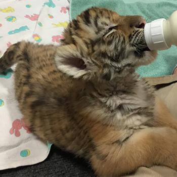 Kash, an Amur tiger cub, is bottle-fed at the Milwaukee County Zoo after developing an infection.