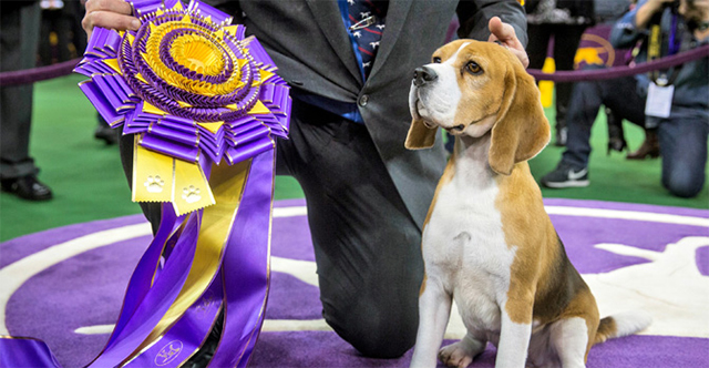 Miss P is the grandniece of Uno, the winner of the 2008 Westminster show.